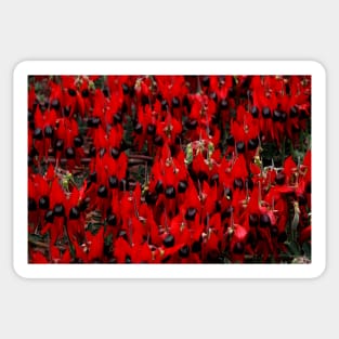 Sturt's Desert Pea, Outback South Australia Sticker